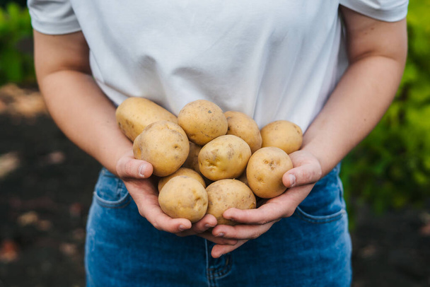 Woman, farmer, holding fresh harvested young organic potatos picked. Promoting the new harvest. Autumn harvesting. Agriculture farming growing vegetables - Foto, imagen