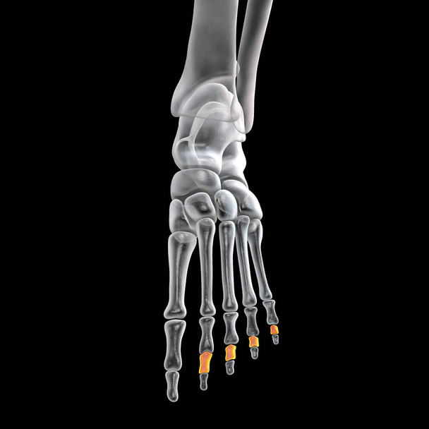 Middle phalanges of the foot. Human foot anatomy. Foot bones. 3D illustration - Fotoğraf, Görsel
