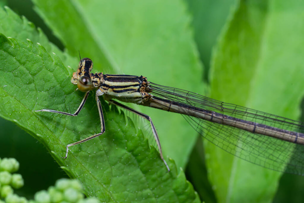 A blue featherleg damselfly, Platycnemis pennipes, resting on a plant, sunny day in summer. - Photo, Image