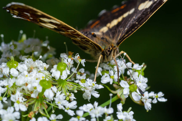 Вид сверху крупным планом на крылья бабочки Карты, araschnia levana, в летнем наряде. На карте две однолетние броши выглядят очень по-разному. Этим летом птенцы черные с белыми маркировками. - Фото, изображение