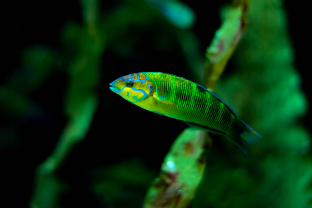 Sunset Wrasse fish close up in a saltwater aquariu - 写真・画像