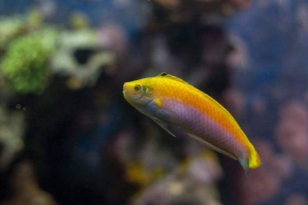 Yellow Wrasse in a fish aquariu - Foto, imagen