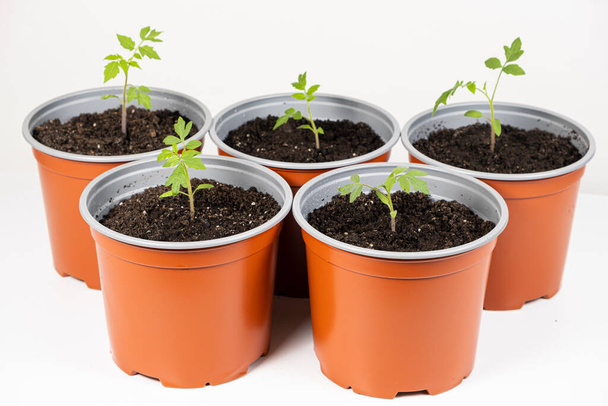 Growing tomatoes from seeds, step by step. Step 9 - planting seedlings - Photo, Image
