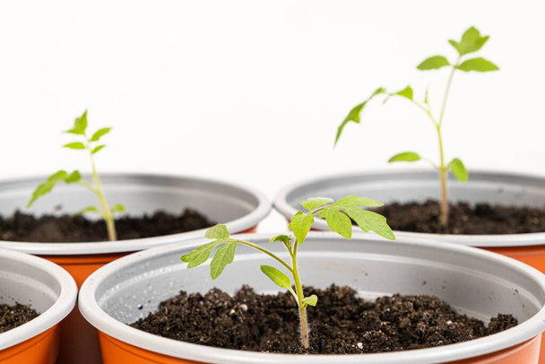 Growing tomatoes from seeds, step by step. Step 9 - planting seedlings - Foto, Imagen