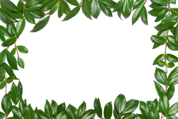 Frame of green leaves on white - Foto, Imagem