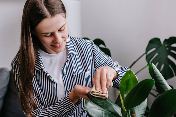 Close up of smiling young woman wiping dust from big green leaves of plant. Positive caring millennial lady cleans indoor plants, takes care leaf. Gardening, housewife and housework chores concept - Foto, Imagen