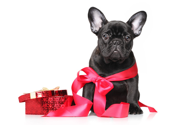 French bulldog puppy in red ribbon with bow - Zdjęcie, obraz