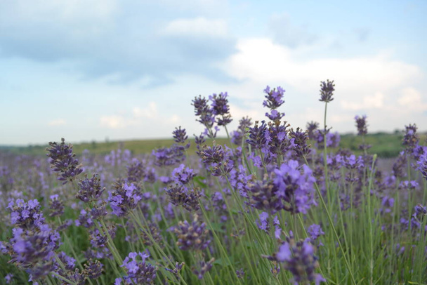 beautiful view of blooming lavender field - Fotó, kép