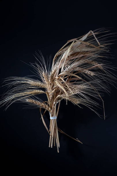 a bunch of ears of wheat on a black background. - Foto, immagini