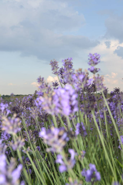 beautiful view of blooming lavender field - Fotó, kép