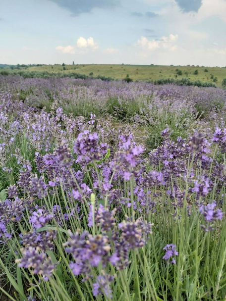 a closeup shot of purple flowers in an agricultural field - Foto, imagen