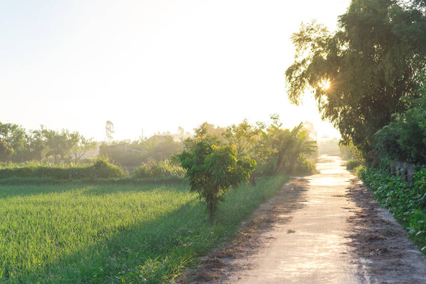 Beautiful sunrise on small concrete pathway next to a rice field in rural town of Thai Binh province, North Vietnam. Peaceful countryside landscape in an Indochina agriculture growing zone - Foto, imagen