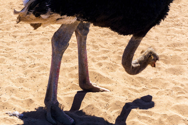 Ostrich in the desert on a background of sand close up - 写真・画像