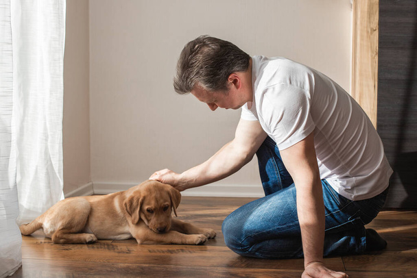 Young man playing with labrador retriever puppy at home. Games with pets. Animal friendship and care. - 写真・画像