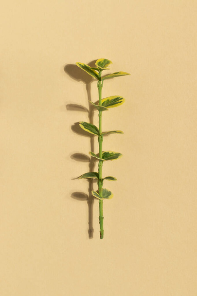 Plant with yellow-green leaves on a beige background. Top view. - Photo, Image