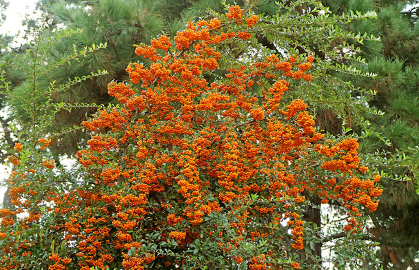 Bunches of Vivid Orange Berries of Firethorn or Pyracantha Growing on the Fence - Foto, immagini