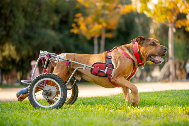 Handicapped dog in wheelchair at a park - Photo, Image
