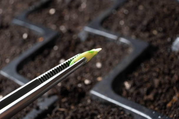 Выращивание огурцов из семян. Шаг 3 - посадка в землю - Фото, изображение