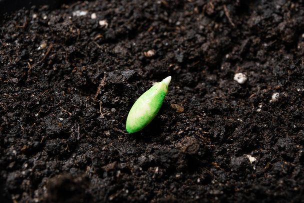 Growing cucumbers from seeds. Step 3 - planting in the ground - Foto, Imagem