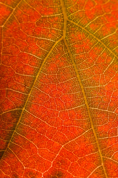 Nature Abstract - Cells and Veins of a Dying Leaf - Foto, Imagen