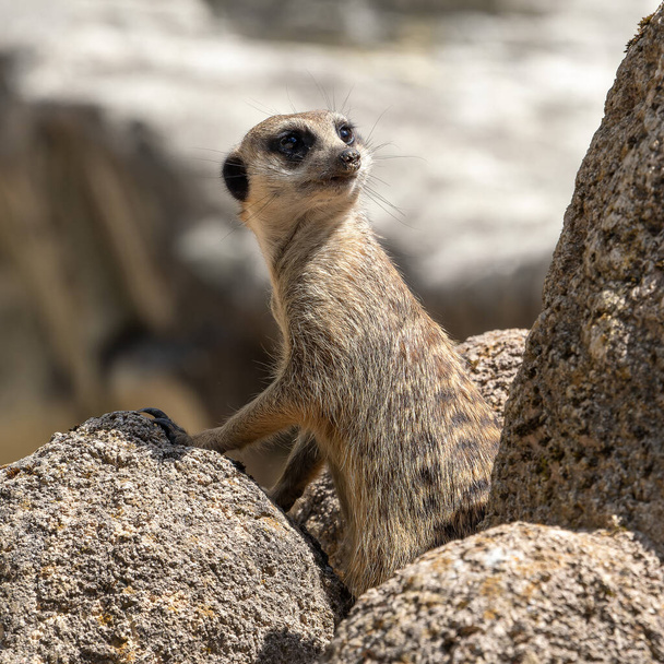 Meerkat, Suricata suricatta siedzi na kamieniu i patrzy w dal. - Zdjęcie, obraz