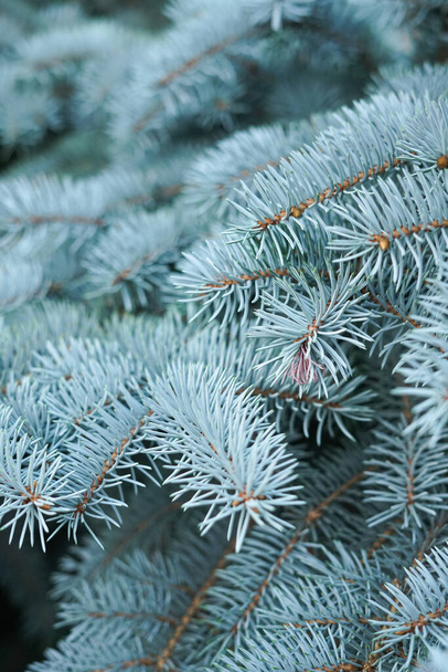 Branches of a coniferous tree. Blue spruce. Creative vintage background - 写真・画像