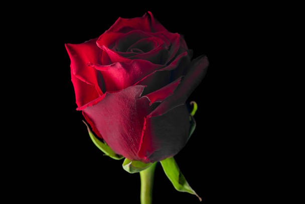 Red rose bloom with side light and dark black background - Foto, afbeelding