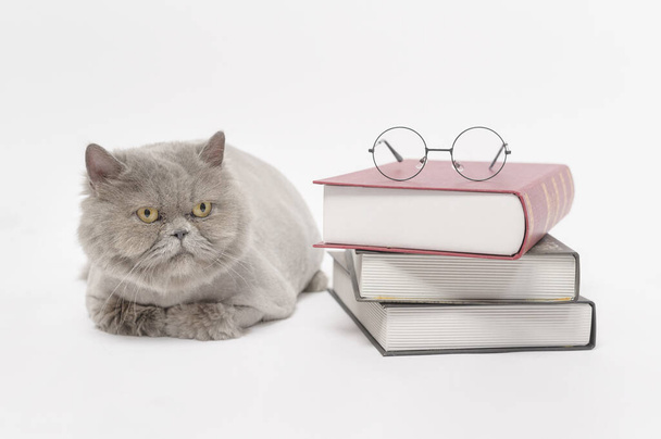A Portrait of Scottish fold lovely cat with text back on white studio background , Education concept . - Fotoğraf, Görsel