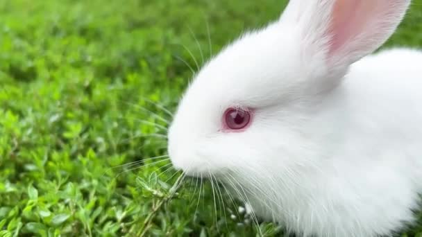 White bunny rabbit is wild native animal eating grass on green yard filed at livestock farm. A rabbit with red eyes. - Metraje, vídeo