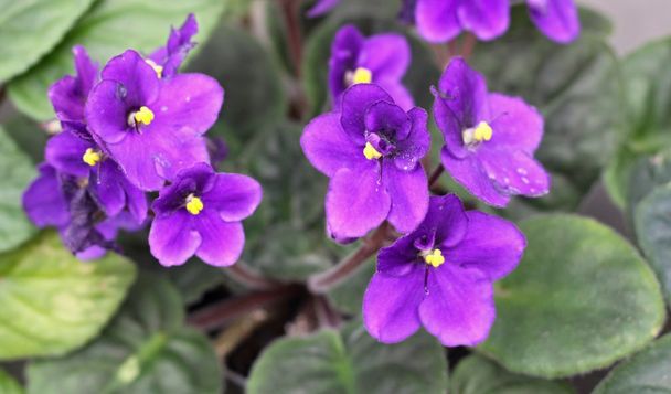 las flores de violetas
 - Foto, Imagen