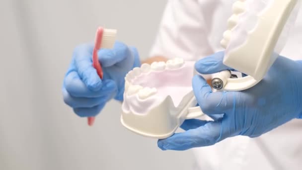 Κανόνες για το βούρτσισμα δοντιών στο μοντέλο. Ο γιατρός δείχνει πώς να βουρτσίζετε σωστά τα δόντια σας στο μοντέλο. οδοντόκρεμα - Πλάνα, βίντεο