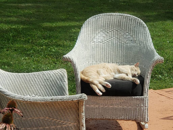 Κρέμα Tabby γάτα κοιμάται σε μια εξωτερική καρέκλα λυγαριά - Φωτογραφία, εικόνα