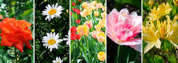 Collage of photos of chamomile, rose, tulip and rhododendron. Bright floral background. - 写真・画像