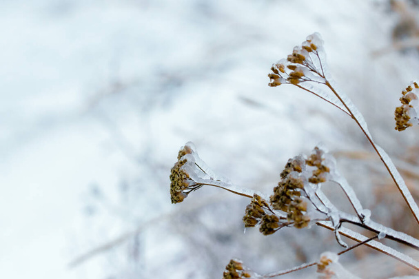 Dry branches of plants covered with ice in bad weather in winter. Icing in winter during thaw and frost - Foto, imagen