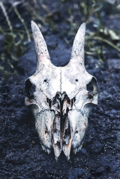 The skull of a goat on a dark ground, the remains of a goat - Fotoğraf, Görsel