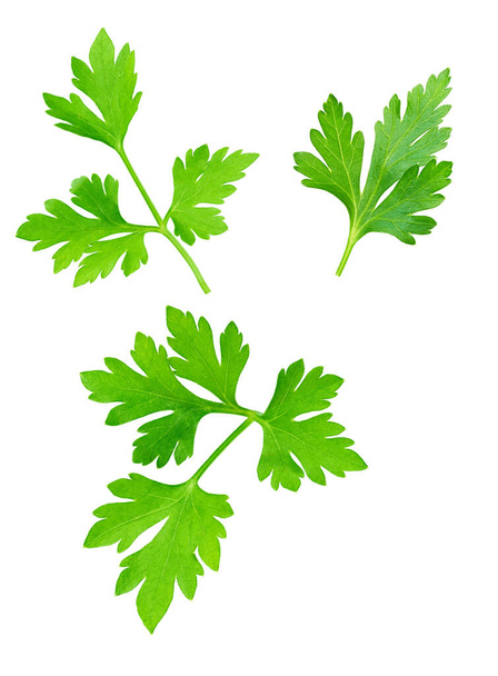 Green leaves of parsley isolated on white, top view. fresh green vegan vitamin parsley isolated. parsley herb isolated. - Photo, Image