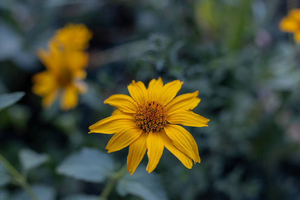 Flowers Doronicum. Summer mood in the garden in the evening. - Photo, Image