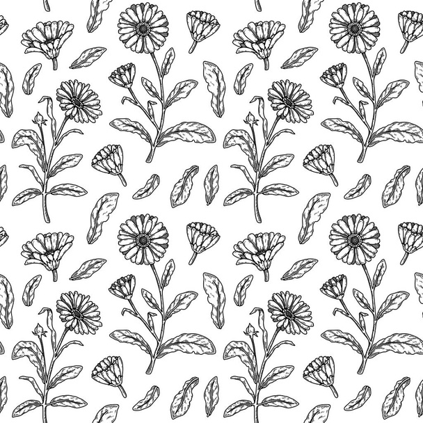 Hand drawn calendula seamless pattern. Medicinal plant botany design. Vector illustration in sketch style  - Vektör, Görsel