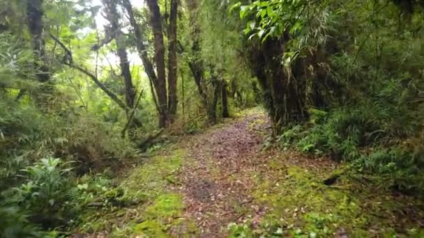 POV view of walking in Costa Rica rainforest with many plants and trees in Poas National Park of Costa Rica. - Filmagem, Vídeo