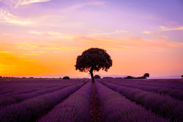 Purple flowers at sunset in a lavender field, natural landscape, Brihuega. Guadalajara, Spain. - Foto, afbeelding