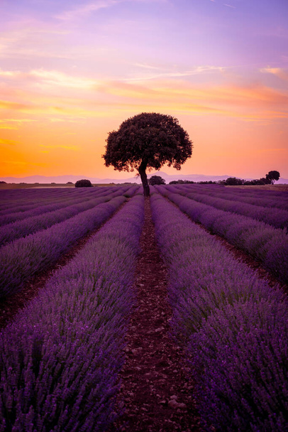 A tree at sunset in a lavender field, natural landscape, Brihuega. Guadalajara, Spain. - Фото, изображение