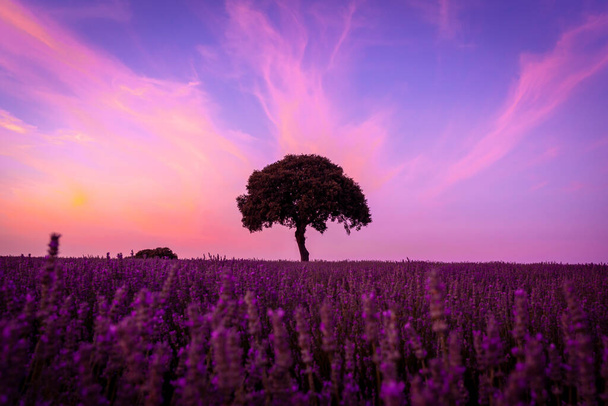Silhouette of a tree at sunset in a lavender field, with a purple sky, Brihuega. Guadalajara - Valokuva, kuva