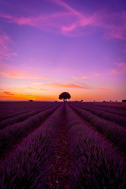 Purple and orange sky at sunset in a lavender field in summer, Brihuega. Guadalajara - Foto, immagini