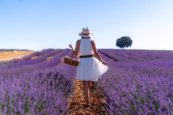 A woman in a white dress in a summer lavender field with a hat, Brihuega. Guadalajara - Zdjęcie, obraz