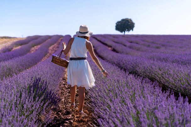A woman in a white dress in a summer lavender field with a hat and a basket - Photo, image