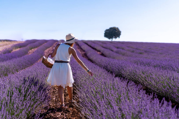 A woman in a white dress in a summer lavender field with a hat and basket collecting flowers - 写真・画像