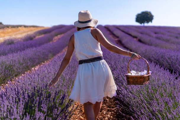 A woman in a summer lavender field with a hat and a basket collecting flowers, lifestyle - Photo, image