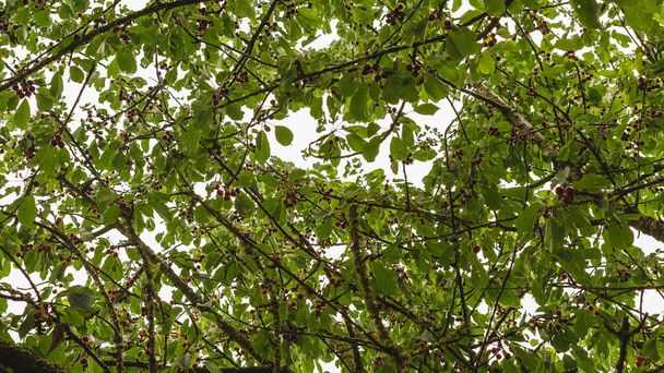 вишневое дерево. Высокое качество фото - Фото, изображение