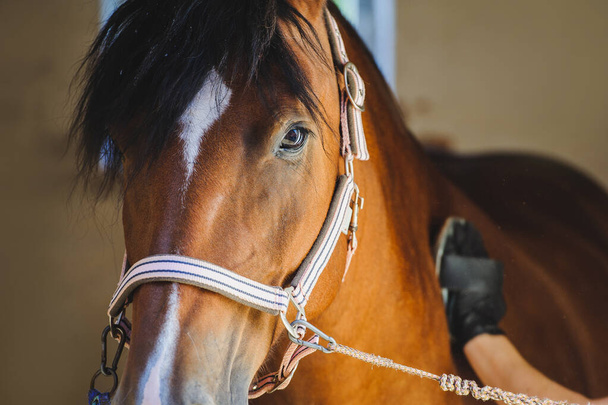 Portrait of a bay horse that waits while being groomed. - 写真・画像
