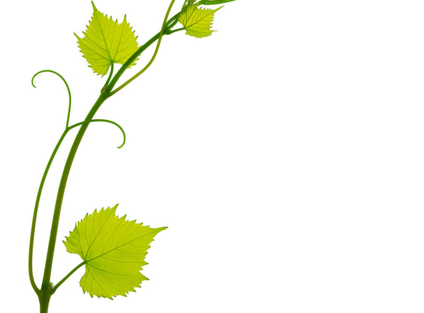 Зеленый свежий виноградный лист. Виноградные листья виноградной ветви с усиками и молодыми листьями. Маленькая виноградная ветвь с зелеными листьями. Изолирована без тени. Свежие молодые листья винограда. Весной. Лето. - Фото, изображение